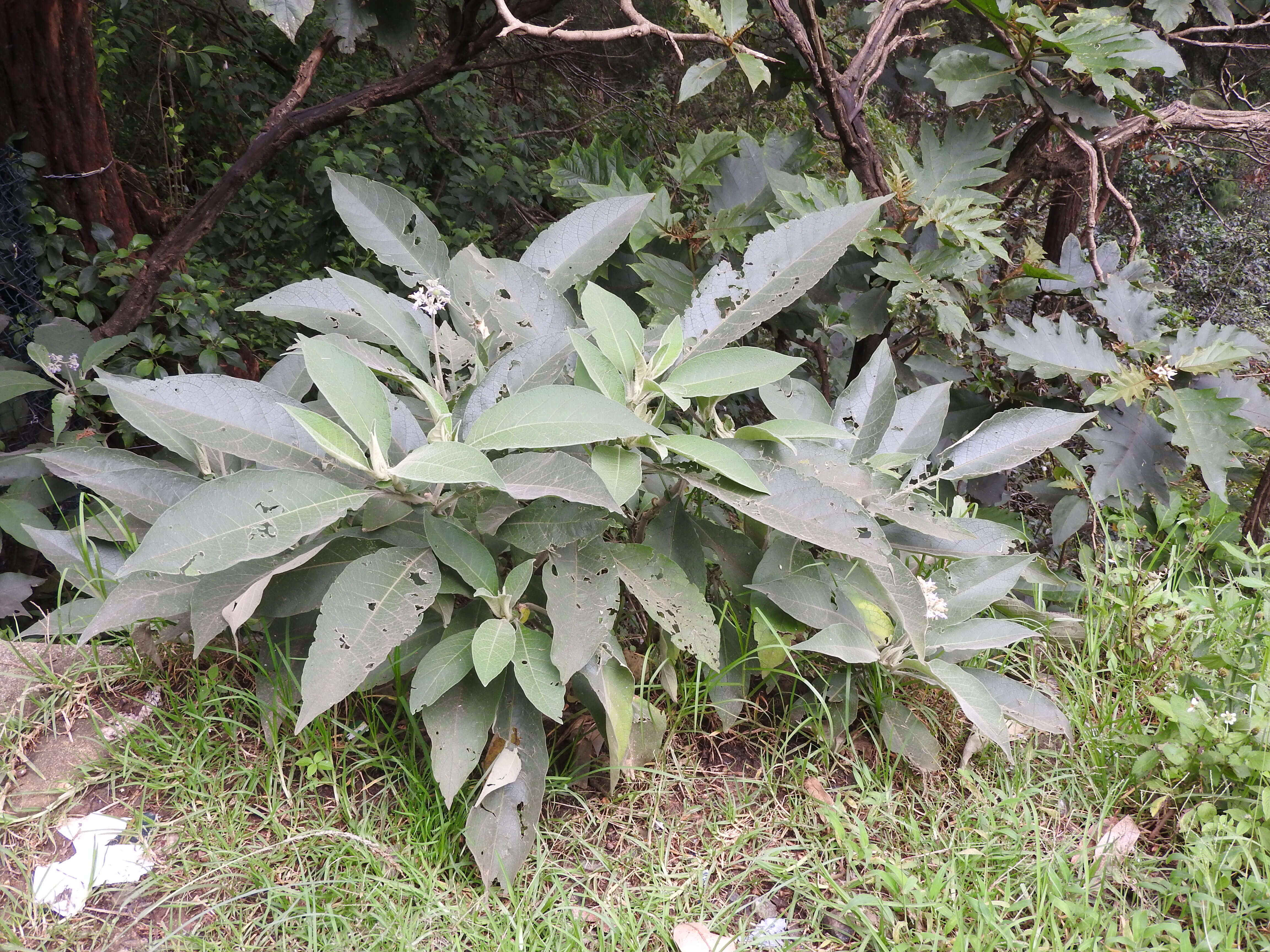 Image of earleaf nightshade