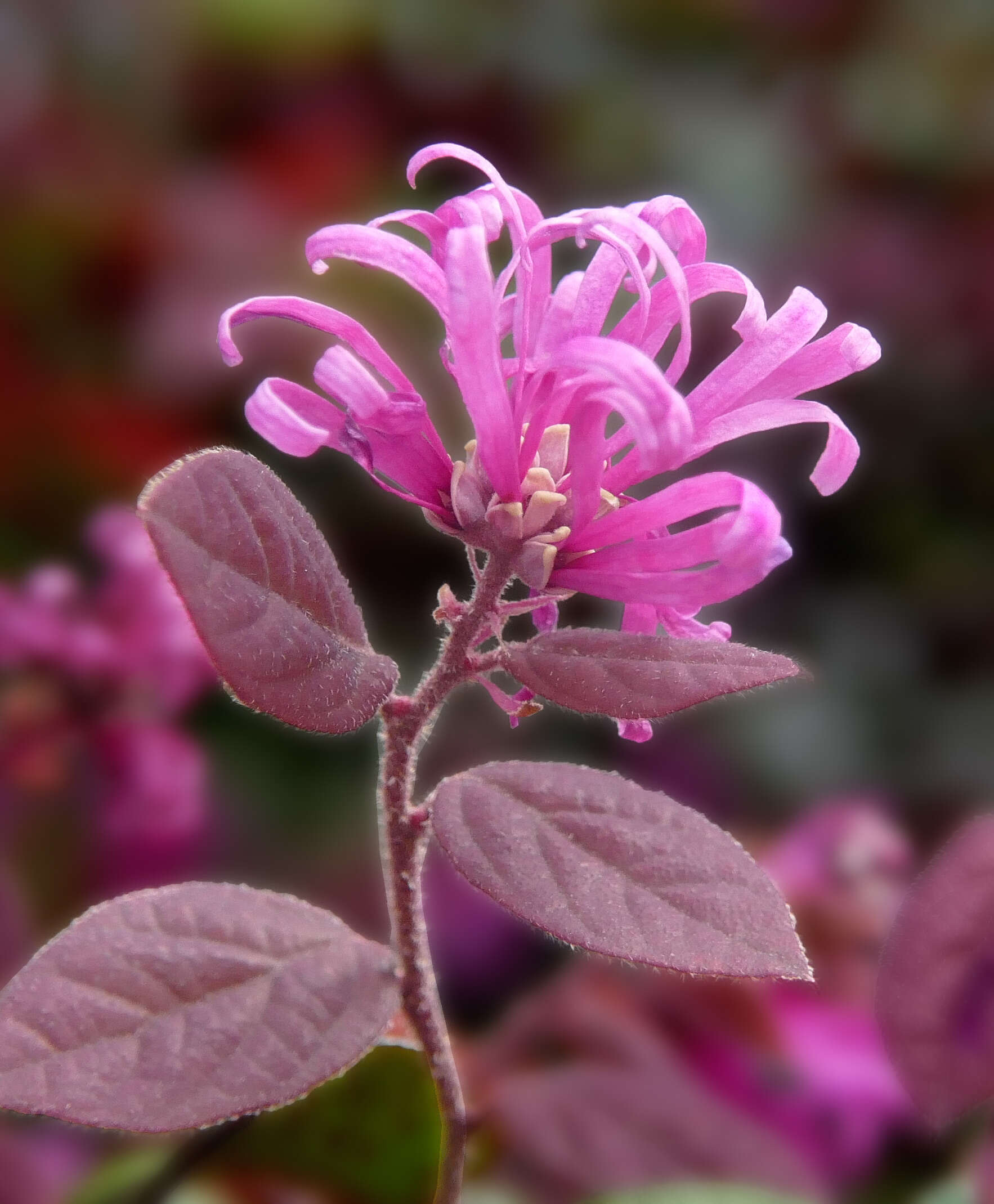 صورة Loropetalum chinense (R. Br.) Oliv.