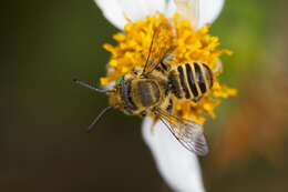 Image of Alfalfa Leafcutter Bee