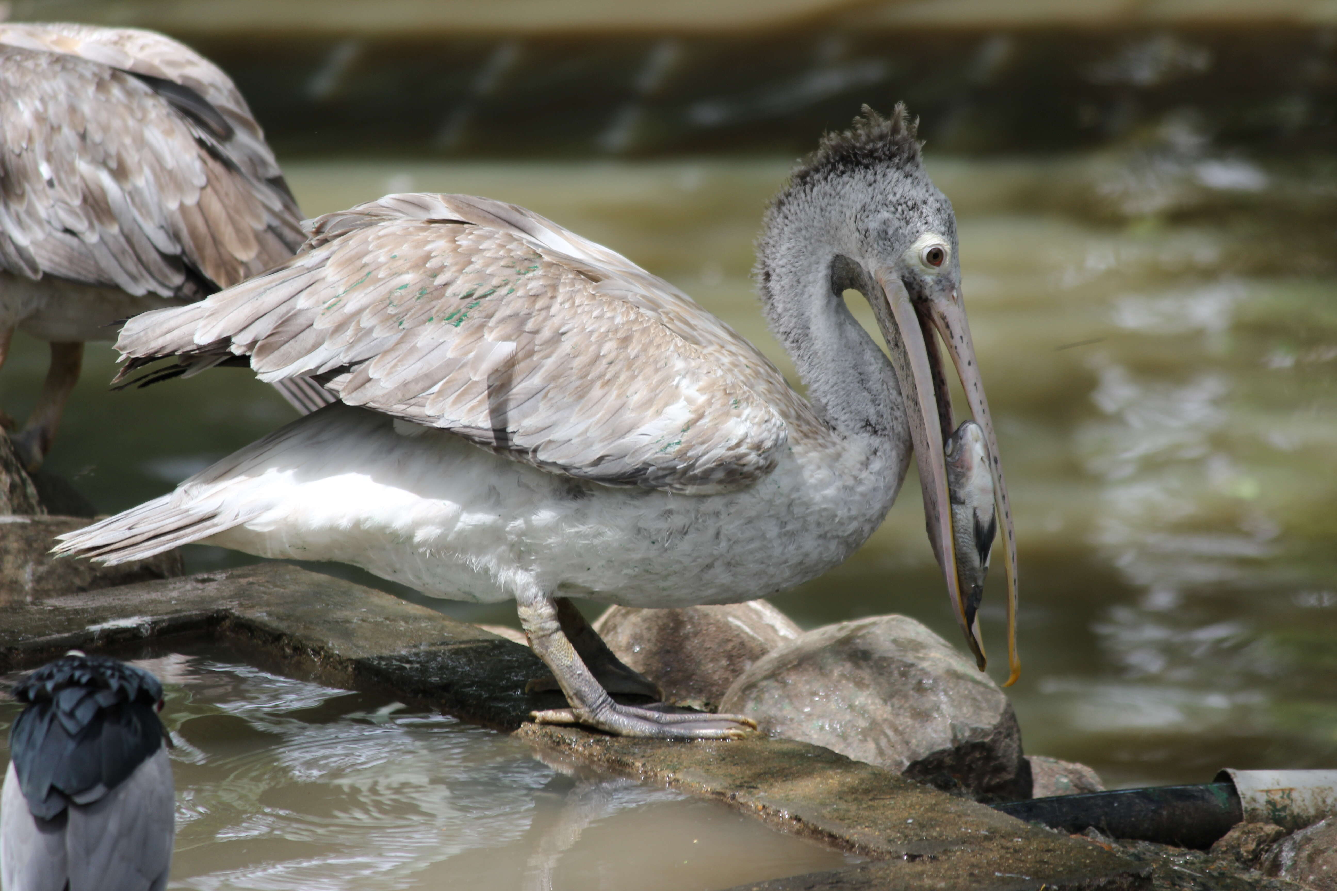 صورة Pelecanus philippensis Gmelin & JF 1789