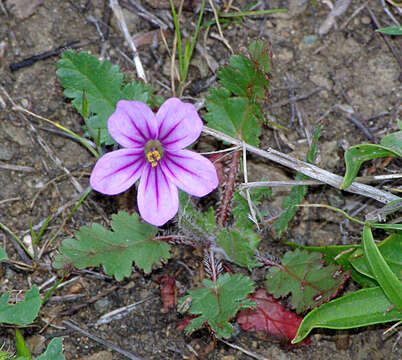 Image of longbeak stork's bill