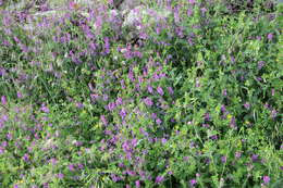 Image of fodder vetch