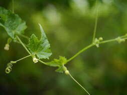 Image of Solena amplexicaulis (Lam.) Gandhi ex Saldanha & Nicolson