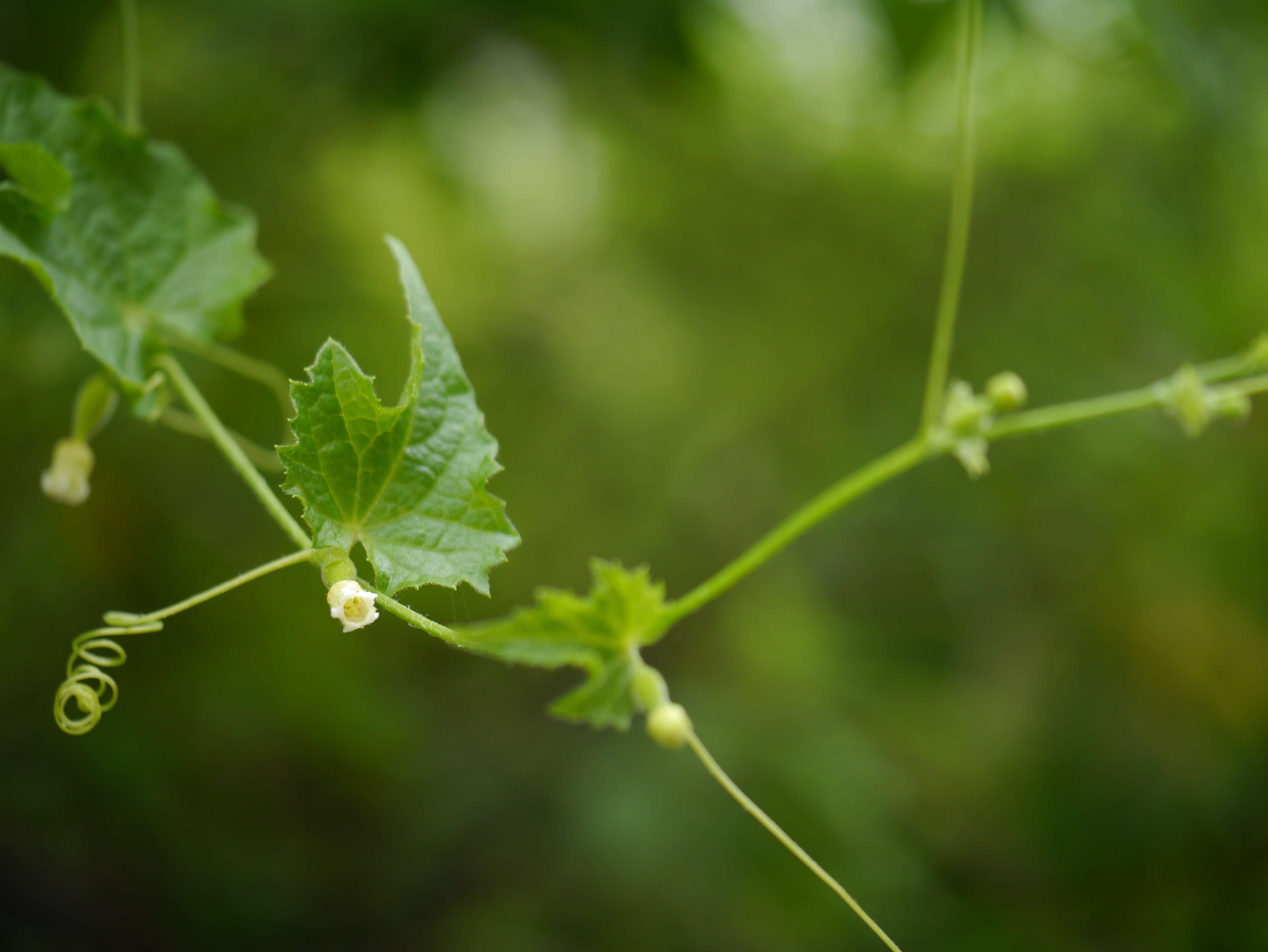 Image of Solena amplexicaulis (Lam.) Gandhi ex Saldanha & Nicolson