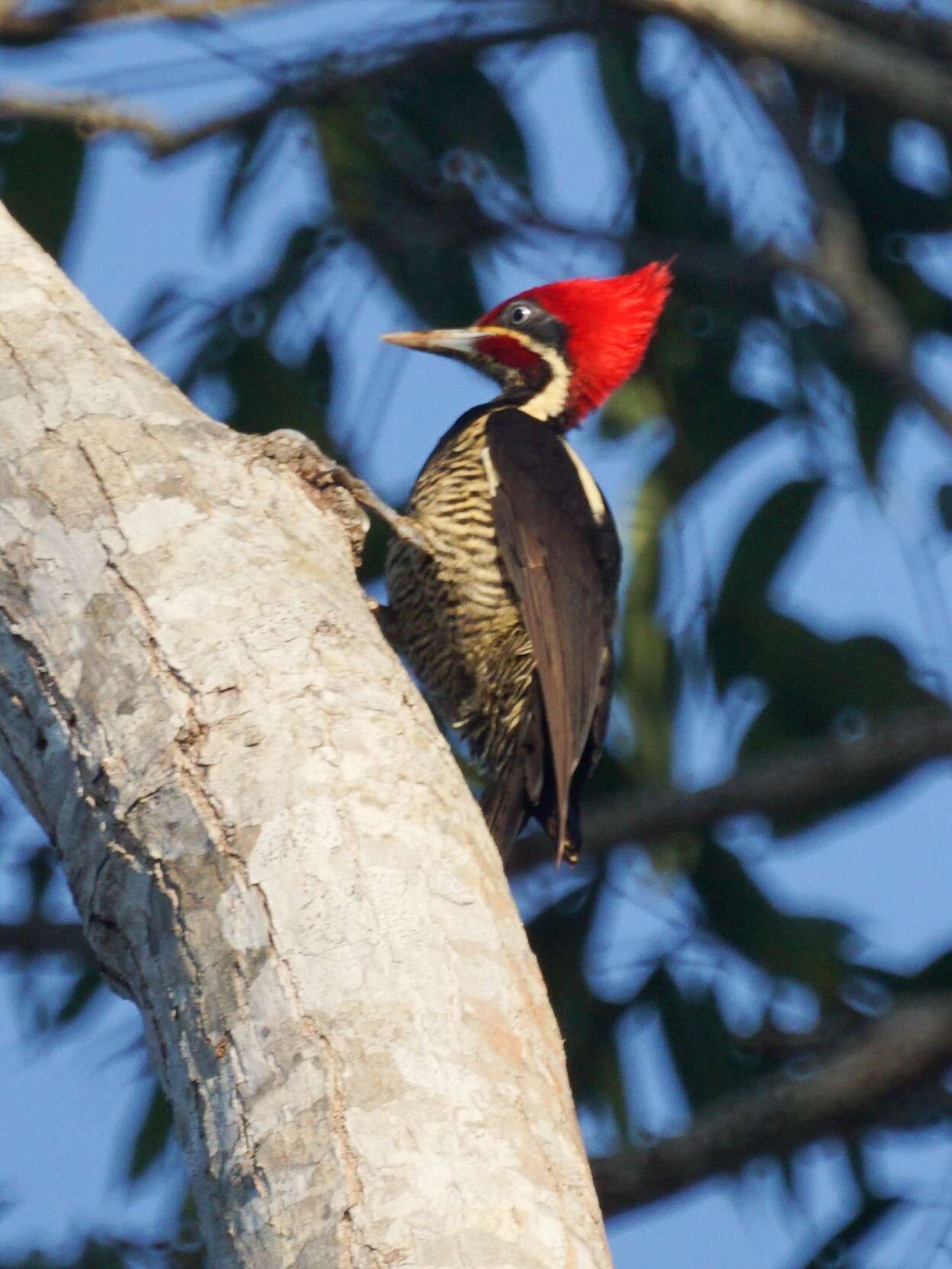 Imagem de Pica-pau-de-banda-branca