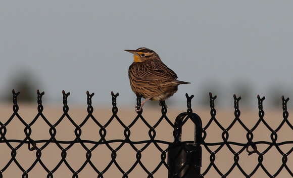 Image of Eastern Meadowlark