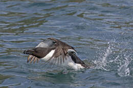 Image of Lesser auk