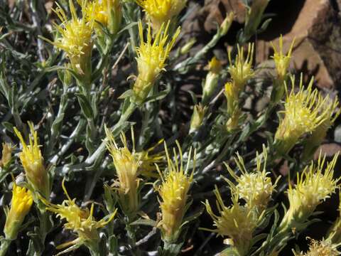 Image of whitestem goldenbush