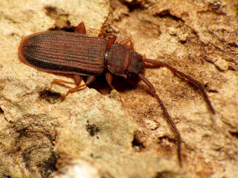 Image of silvanid flat bark beetles