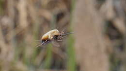 Image of Dotted bee-fly