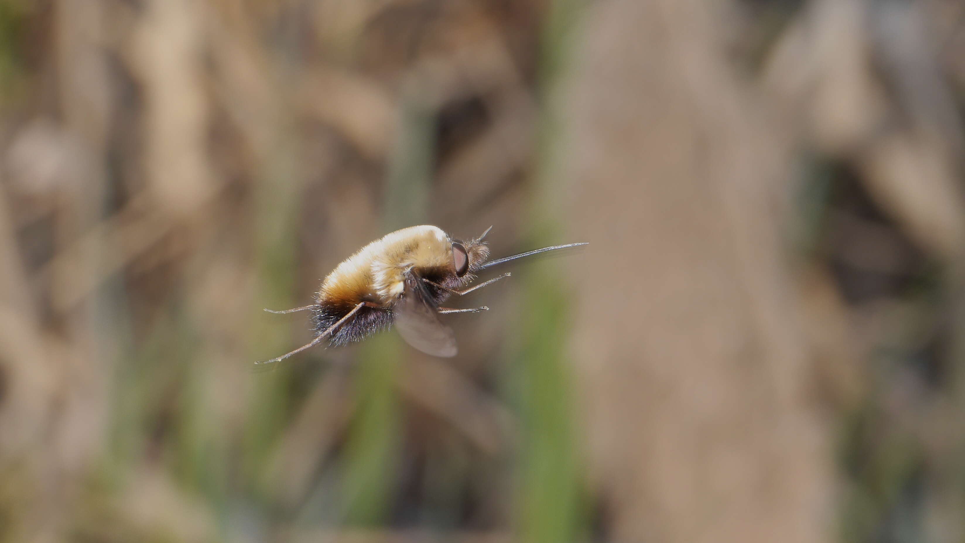 Image of Dotted bee-fly