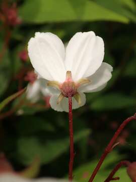 Image of slender pride of Rochester