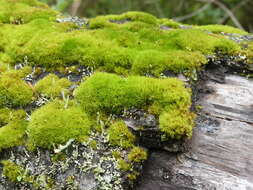 Image of Cladonia macilenta