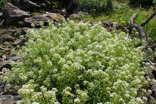 Image of Tatra Scurvy-grass