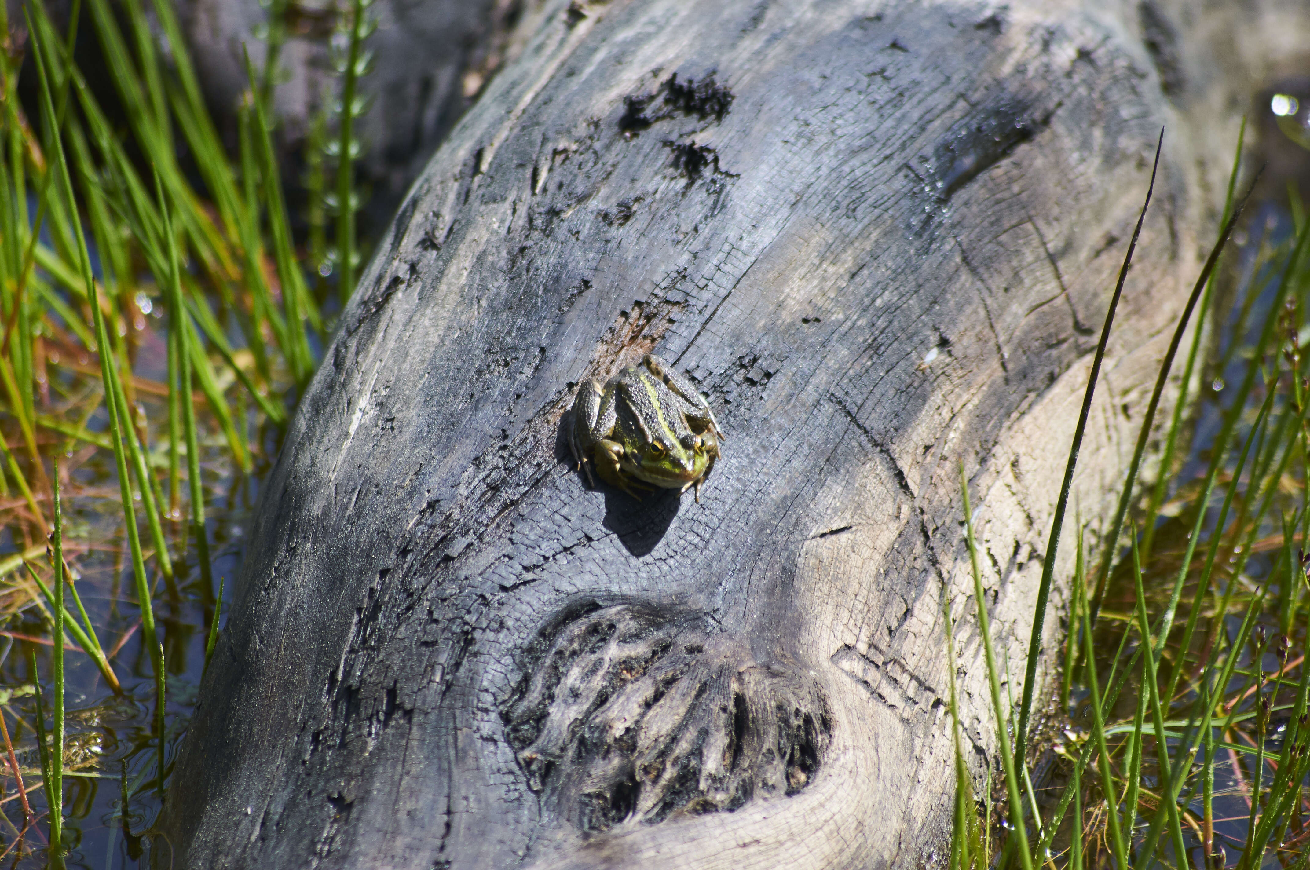 Image of Perez's Frog