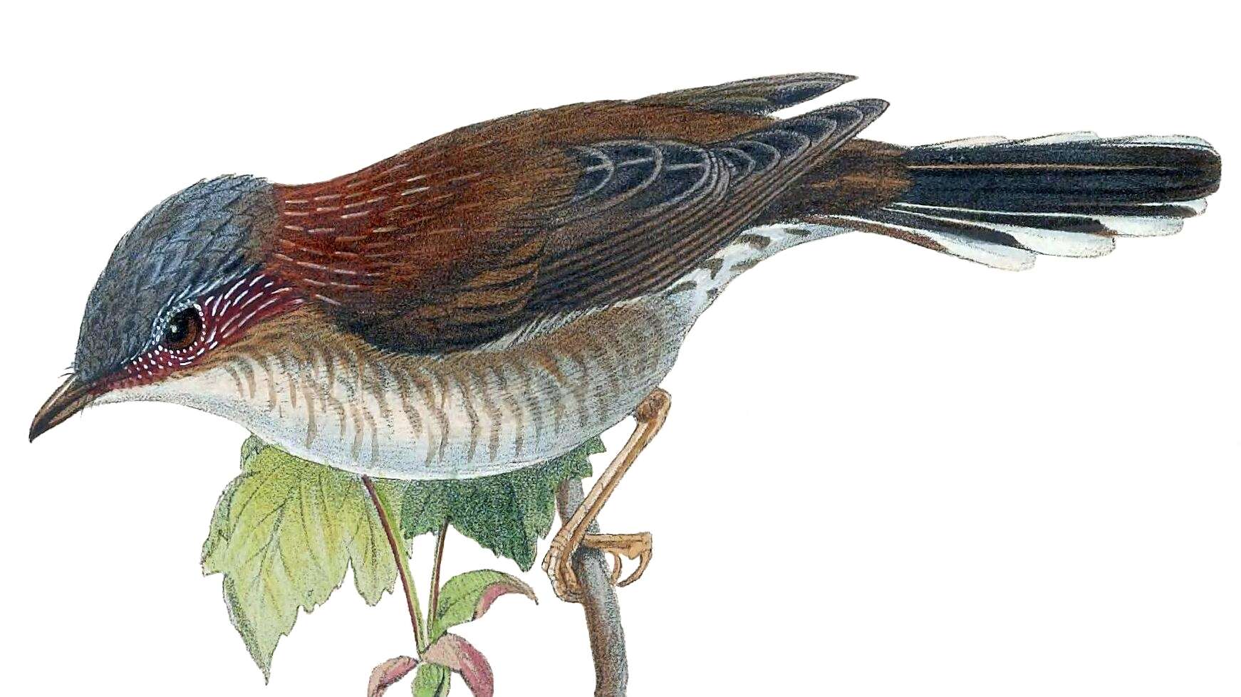 Image of Yuhina torqueola