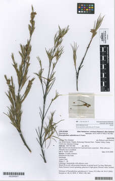 Image de Dracophyllum ophioliticum S. Venter