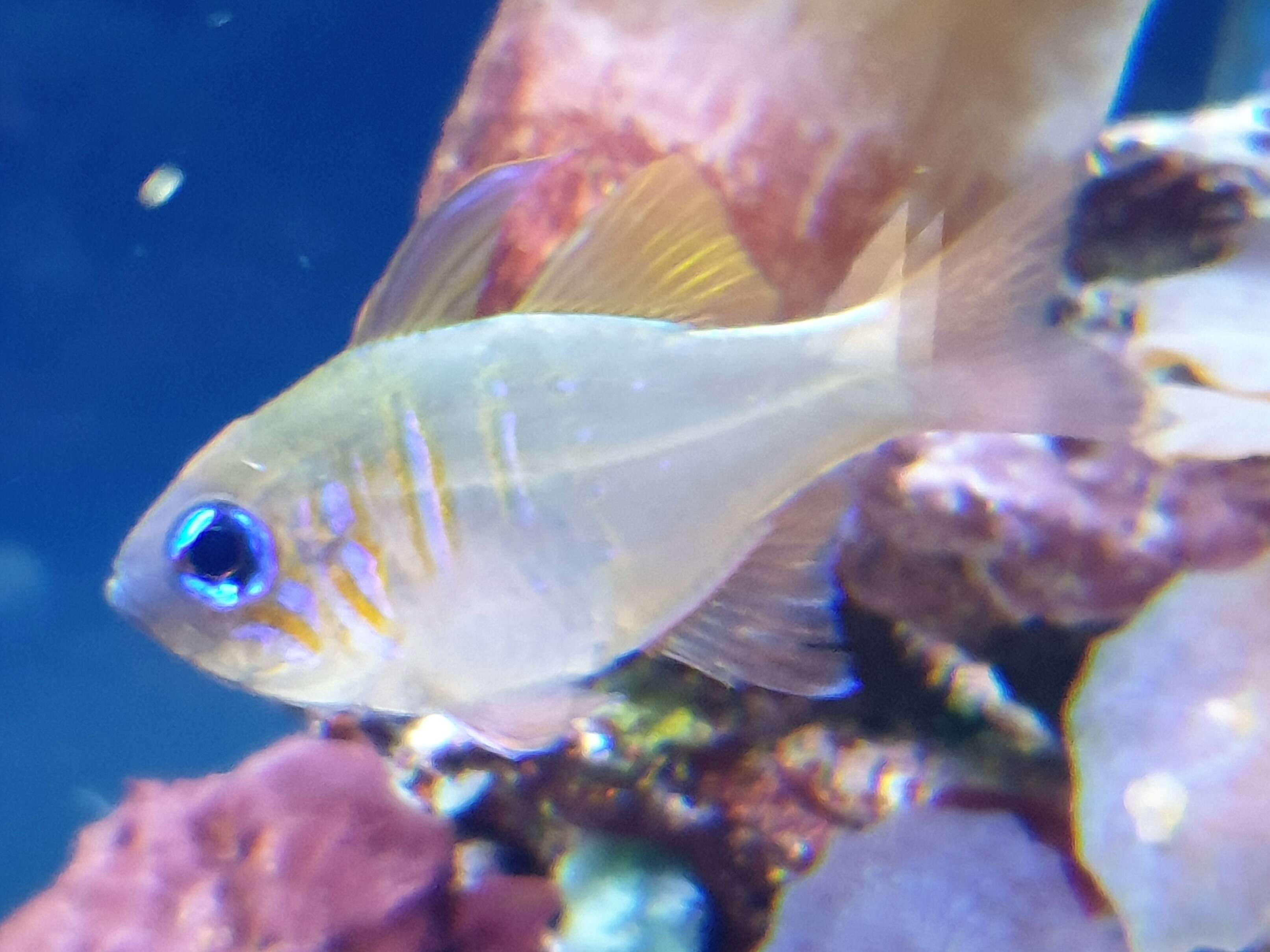 Image of Threadfin cardinalfish