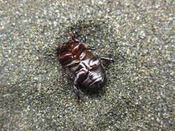 Image of black lawn beetle