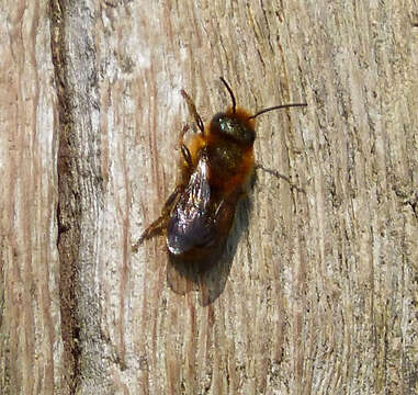 Image of Osmia aurulenta (Panzer 1799)