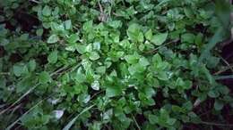 Image of common chickweed