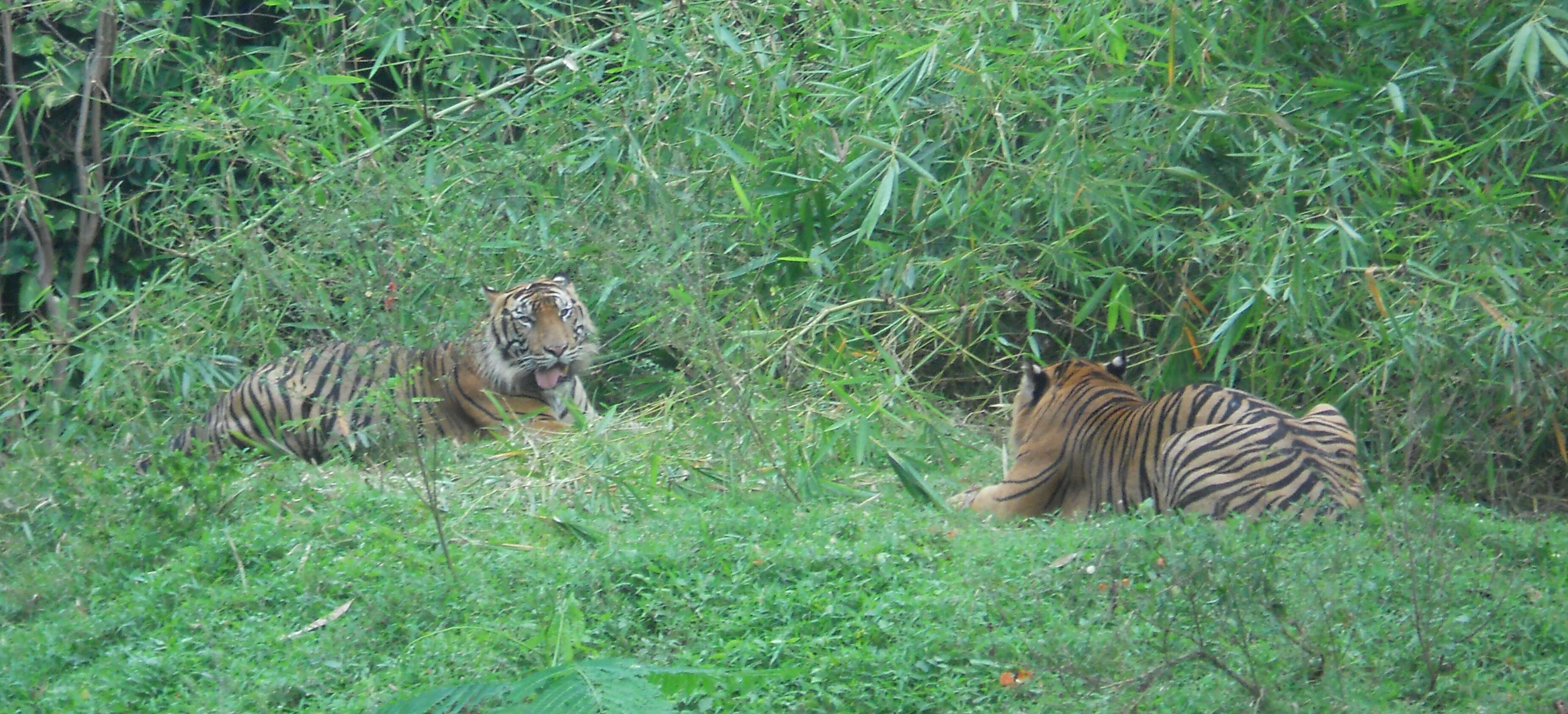 Image of Sumatran Tiger