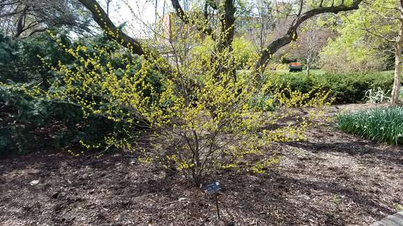 Image of northern spicebush