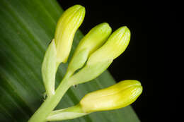 Image of Phaius flavus (Blume) Lindl.
