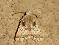 Image of Heart Moth