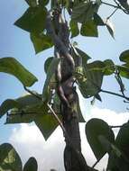 Image of kidney bean