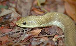 Image of Blonde Hognose Snake