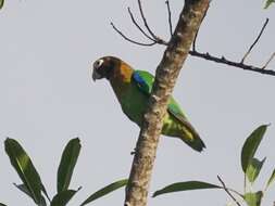 Image of Brown-hooded Parrot