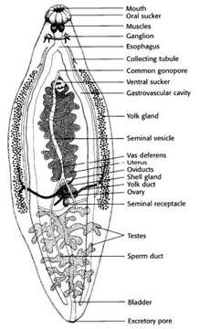 Image of Clonorchis sinensis