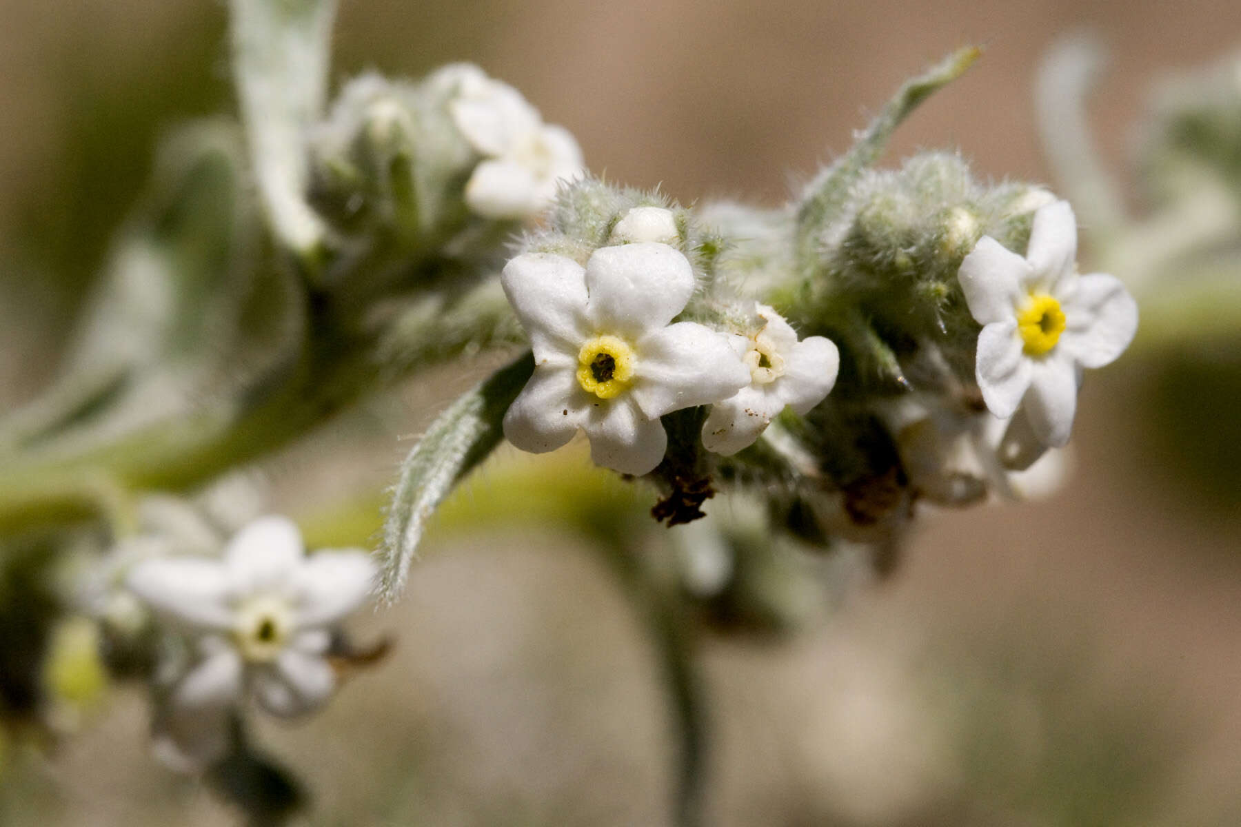 Image of James' cryptantha