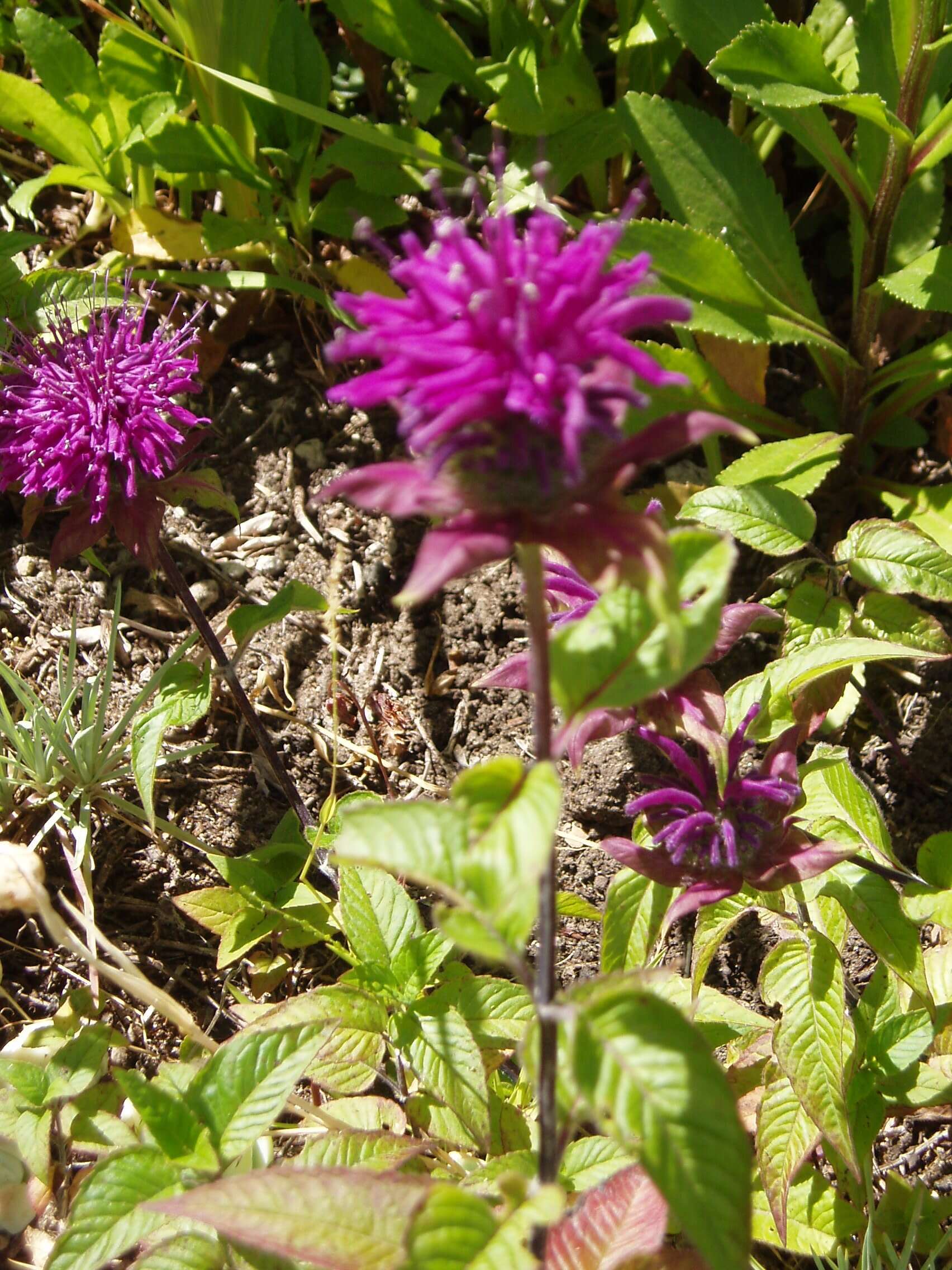 Image of scarlet beebalm