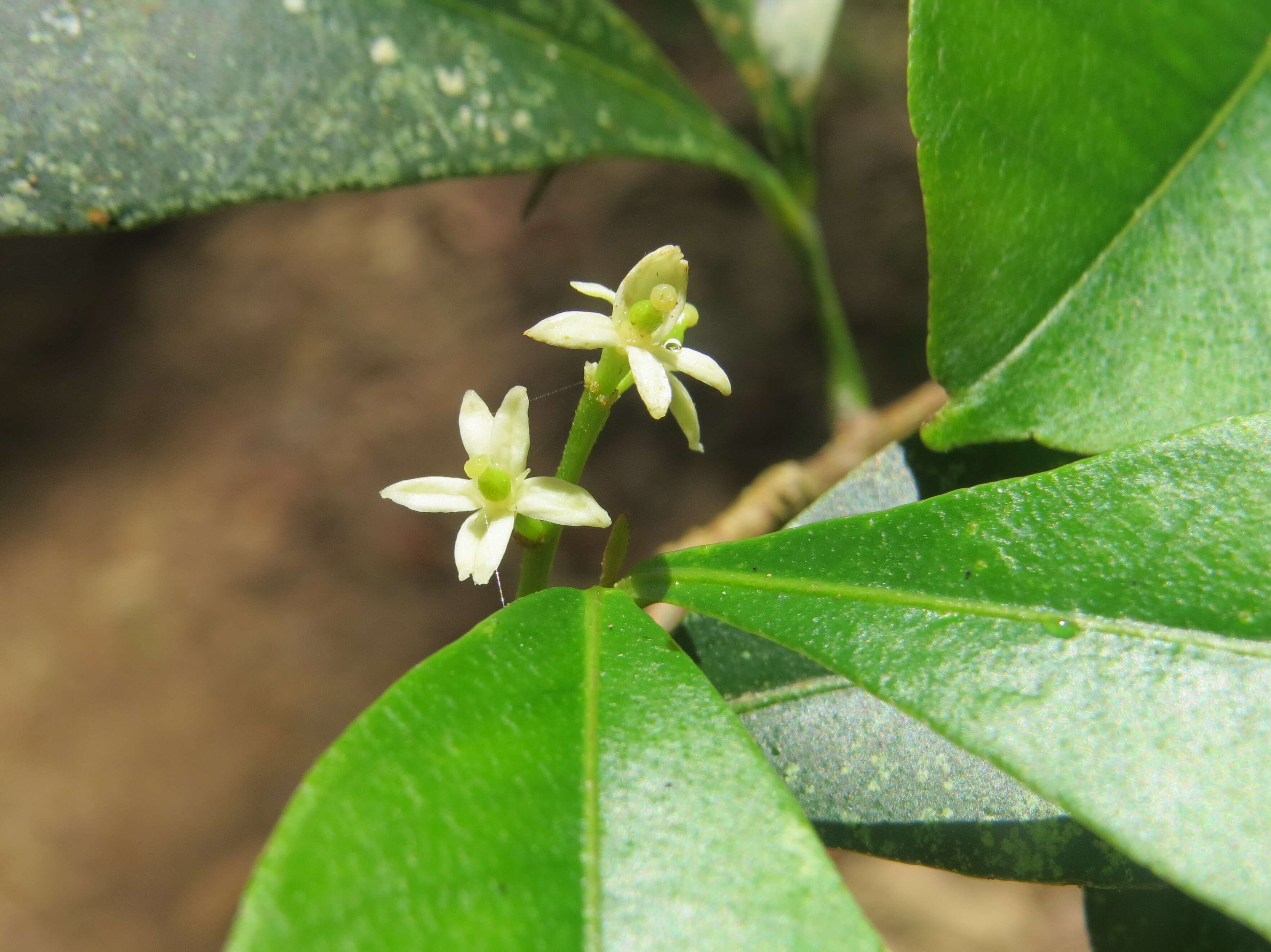 Image of Zanthoxylum ovalifolium Wight