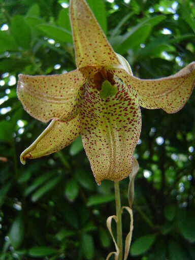 Image of Lilium bakerianum Collett & Hemsl.