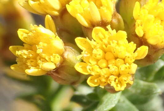 Image of Oedera genistifolia (L.) A. A. Anderberg & K. Bremer