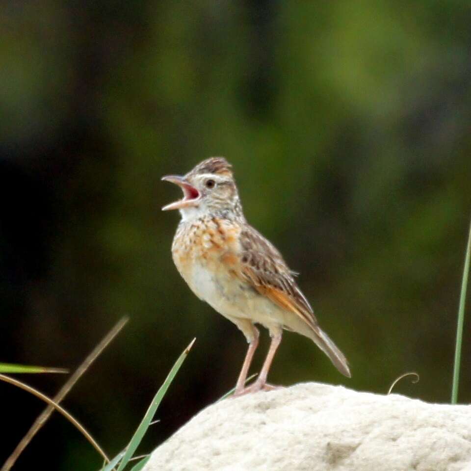 Image of Rufous-naped Lark