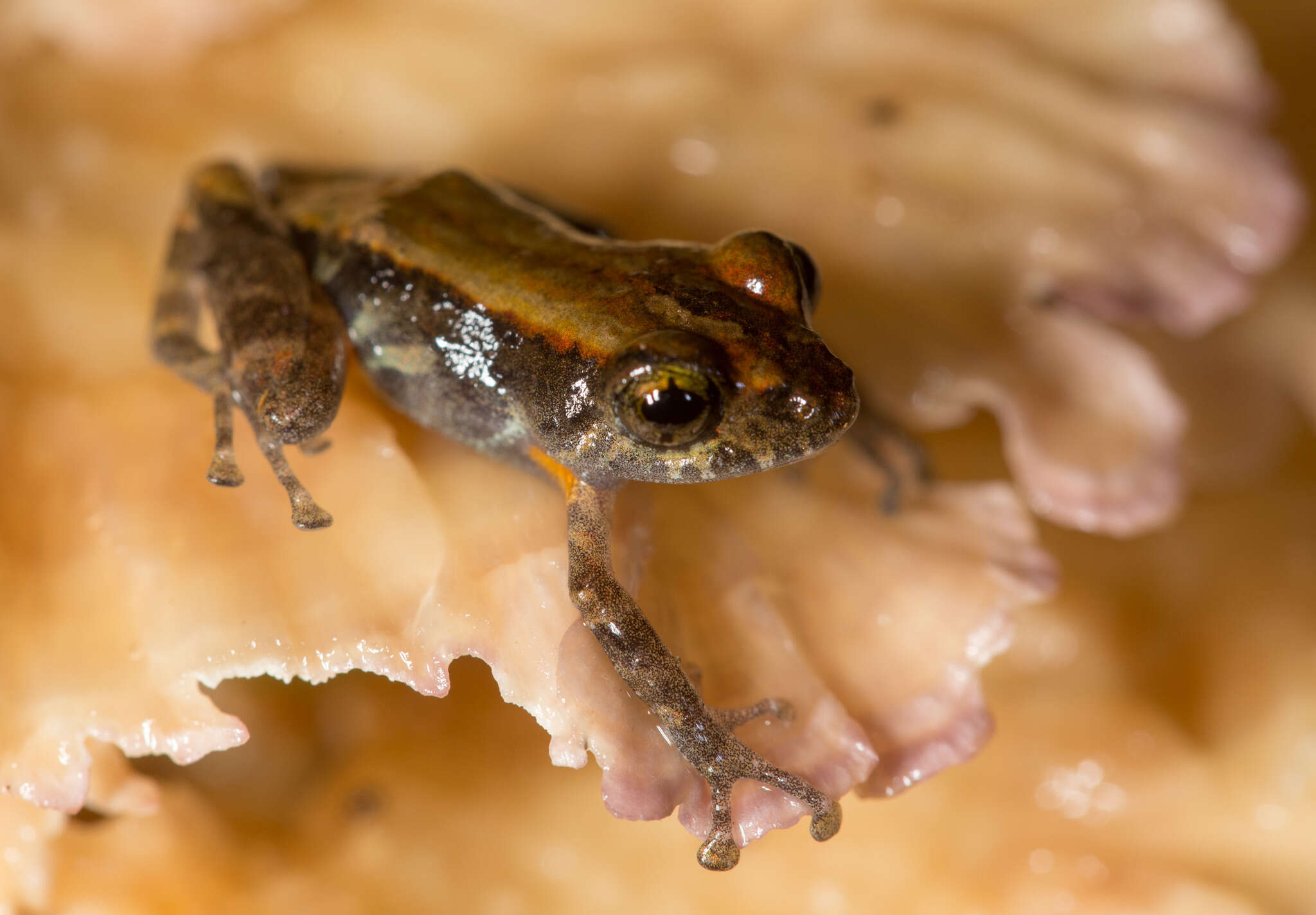 Image of Ceuthomantinae Heinicke, Duellman, Trueb, Means, MacCulloch & Hedges 2009