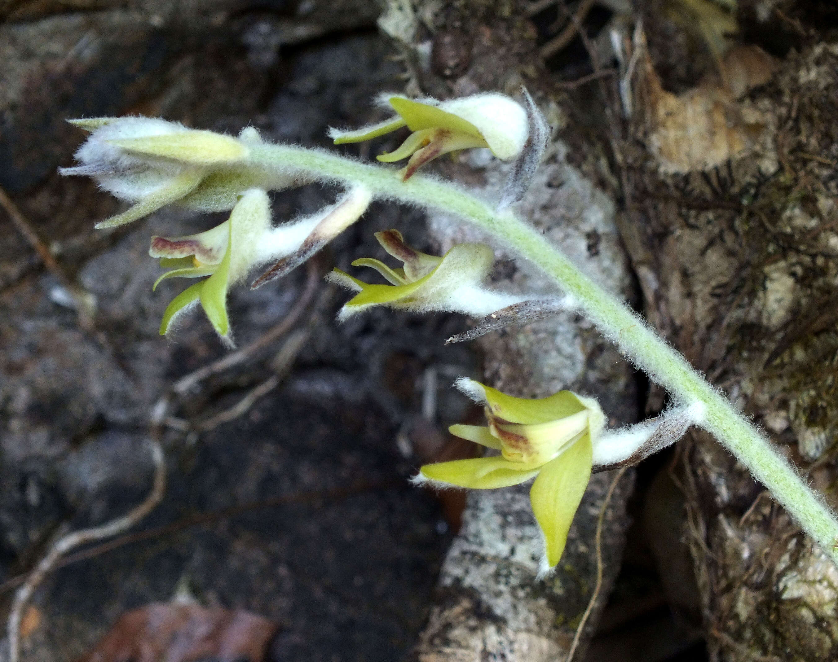 Image of Woolly Orchid