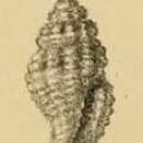 Image de Hemilienardia iospira (Hervier 1896)