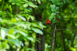 Image of Cardinalis Bonaparte 1838