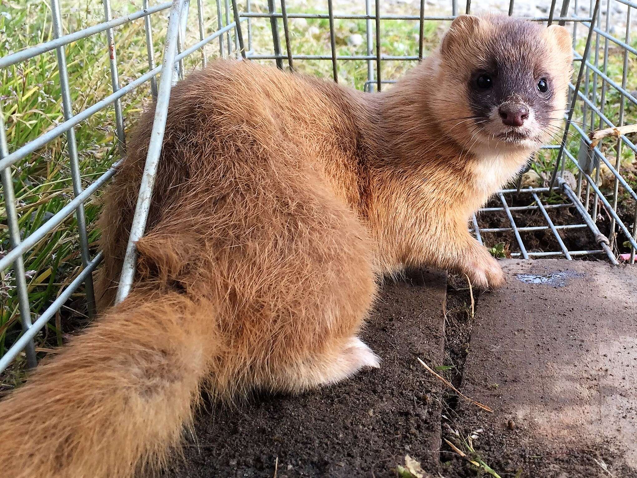 Image of Siberian Weasel