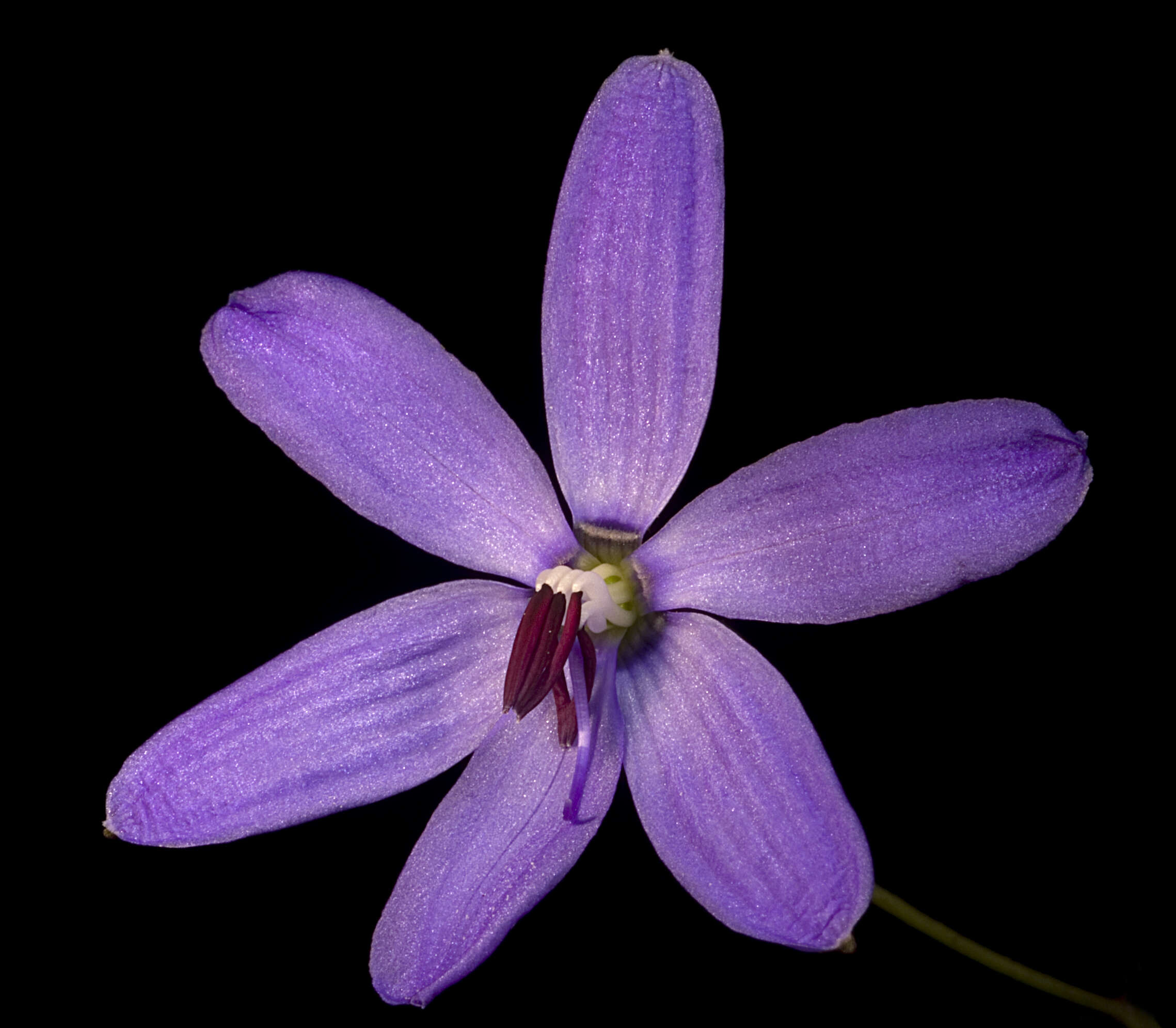 Image of Agrostocrinum