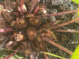 Image of Protea cordata Thunb.