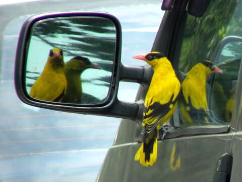 Image of Black-naped Oriole