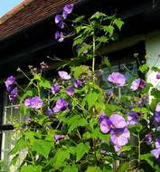 Image of Corynabutilon vitifolium (Cav.) Kearney