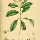 Image of Mastixia tetrandra (Wight ex Thwaites) C. B. Clarke