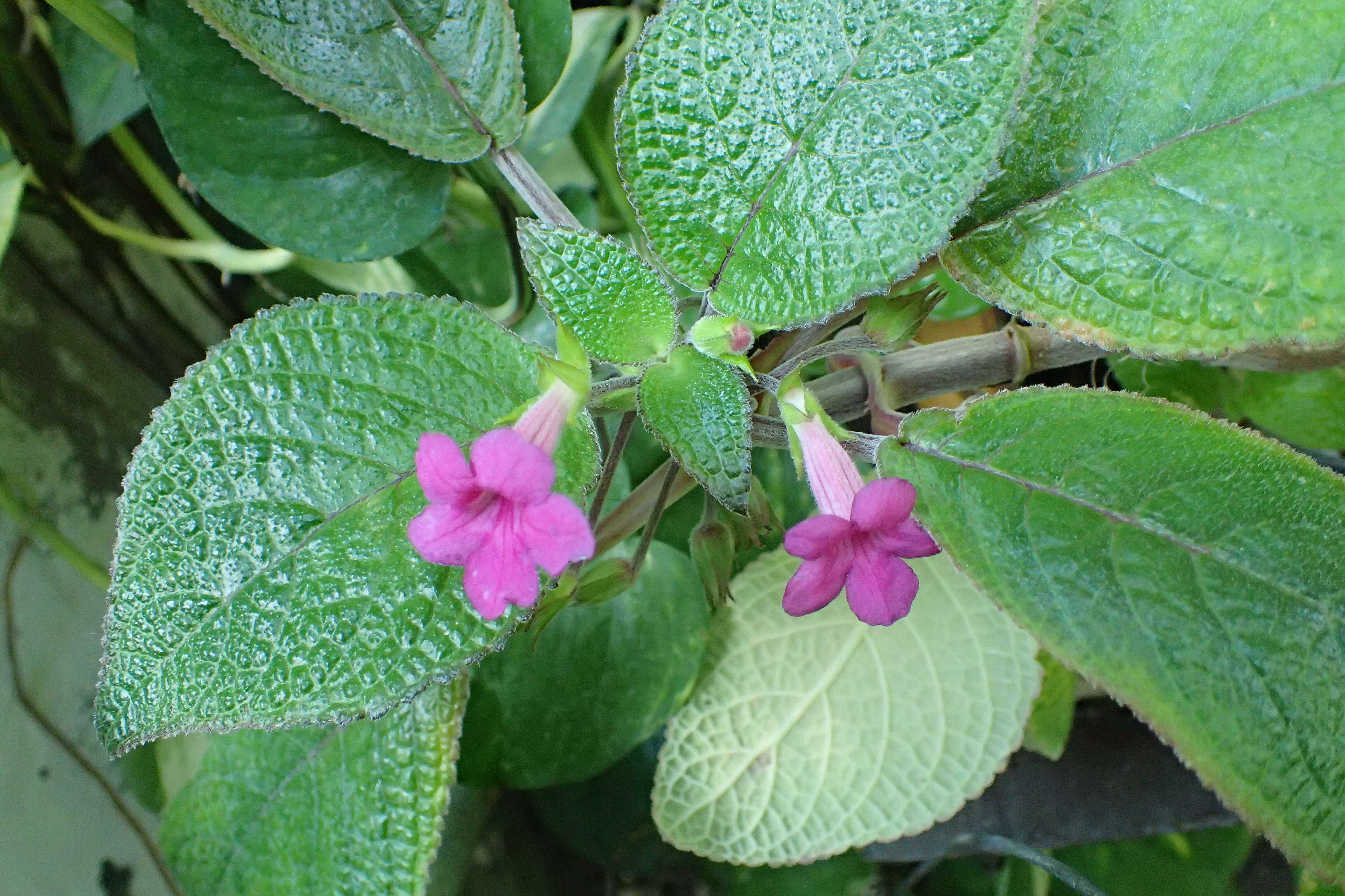 Imagem de Nautilocalyx melittifolius (L.) Wiehler